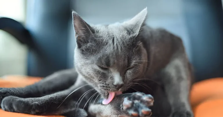 Why Do Cats Clean Each Other?