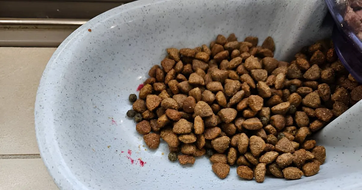 sheba wet cat food
