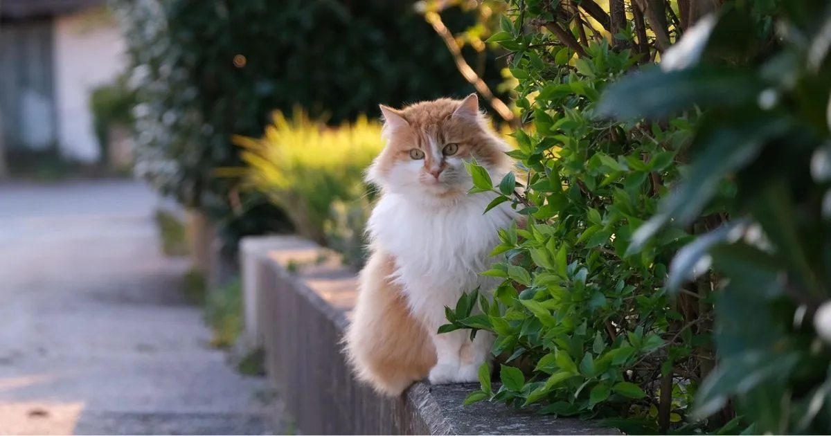 cat brushes for long haired cats