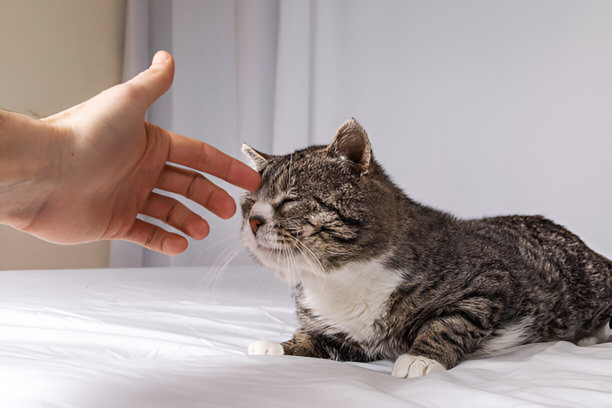 rabies symptoms in cats