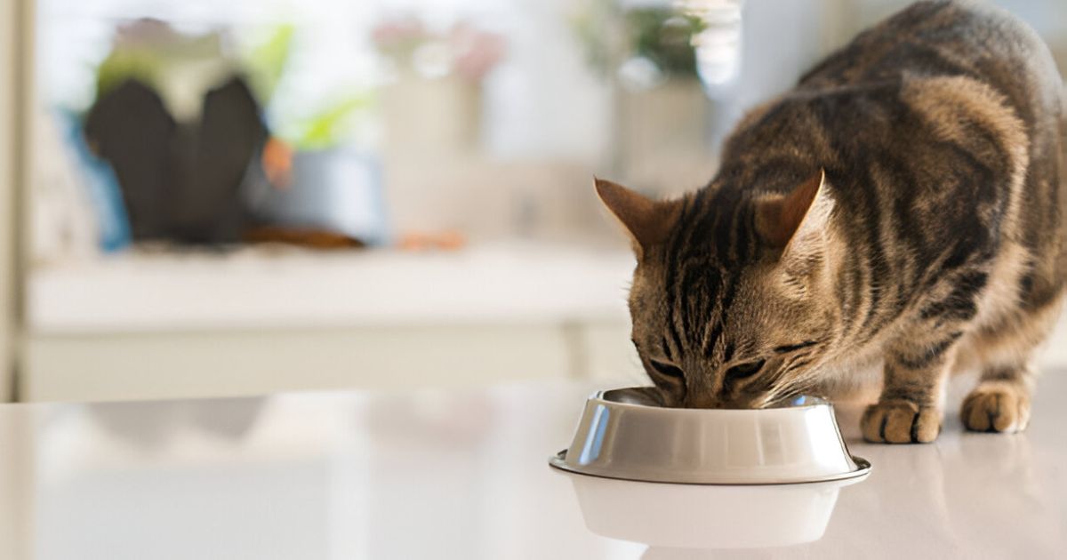 when can kittens eat dry food